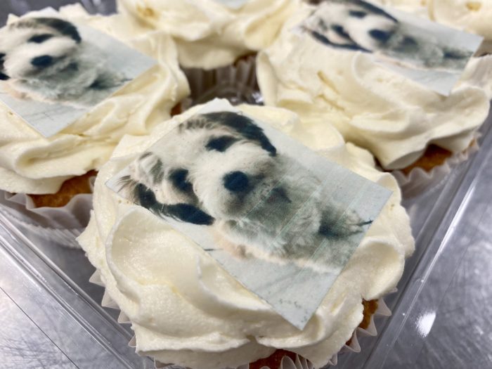 Cupcakes with printed image of dog